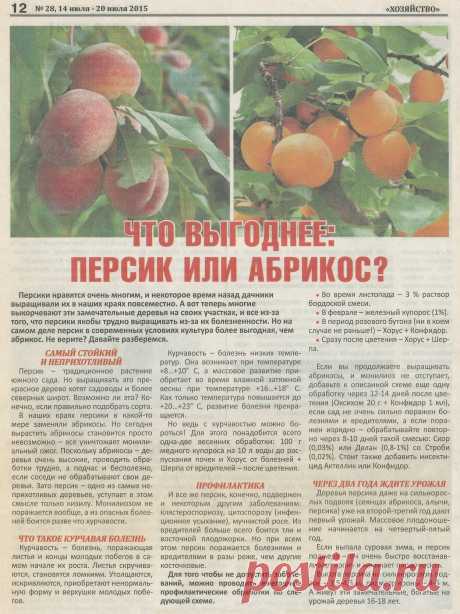 Что выгоднее: персик или абрикос?