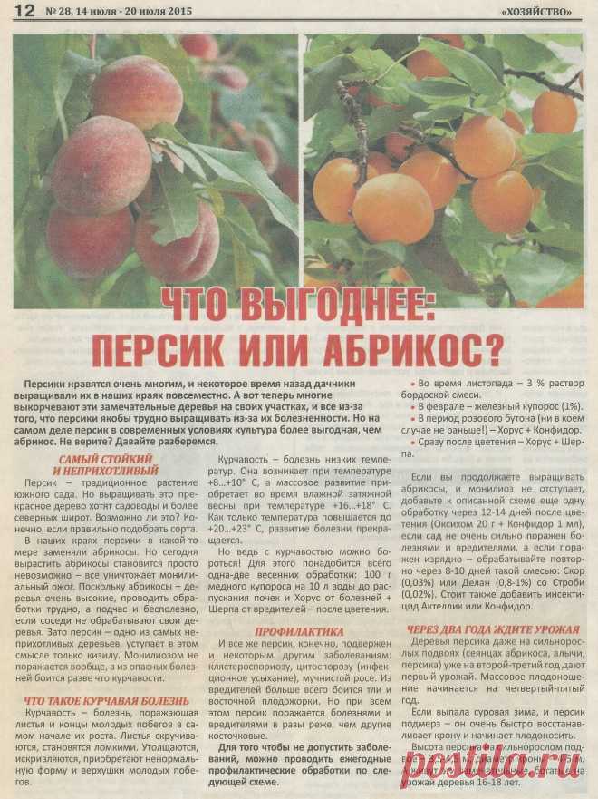 Что выгоднее: персик или абрикос?