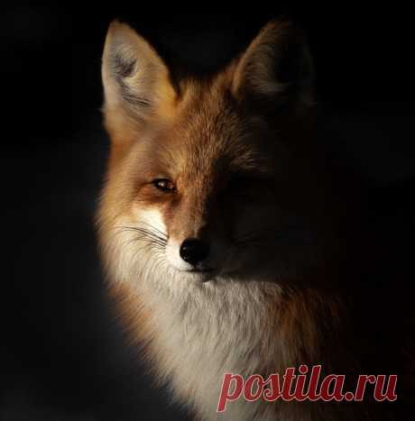 Красивые фотографии дикой природы. Фотограф Брук Бартлесон.