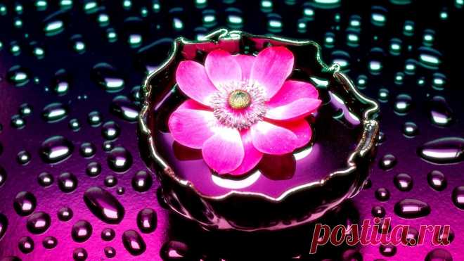 Petals And Water обои для рабочего стола, картинки, фото, 1920x1080.