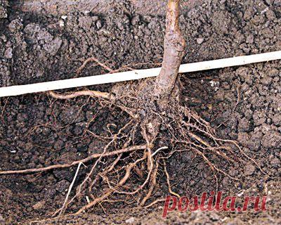 Агротехника ранней пересадки плодовых растений