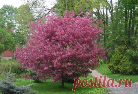 Купить саженцы яблоня декоративная недзвецкого и декоративные кустарники