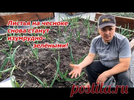 Проверенная подкормка чеснока, которая сделает листья зелёными!