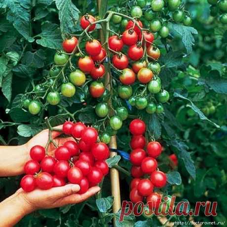 Какие продукты помогают разжижению крови