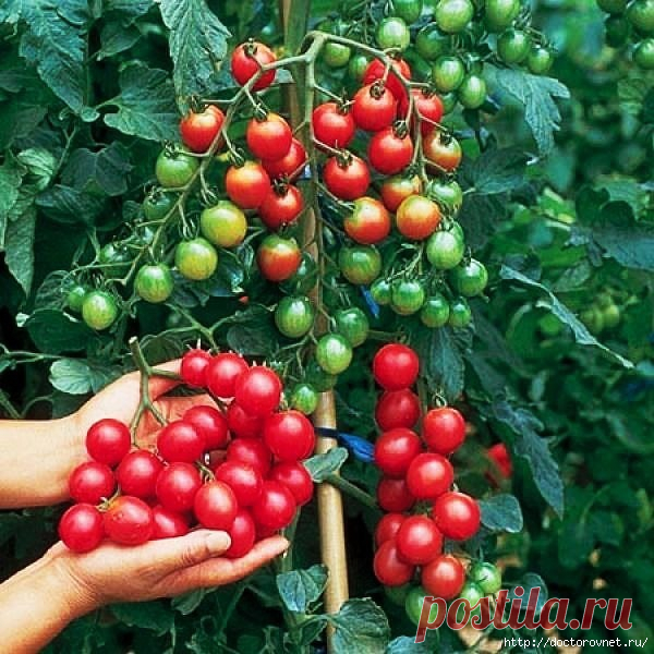 Какие продукты помогают разжижению крови