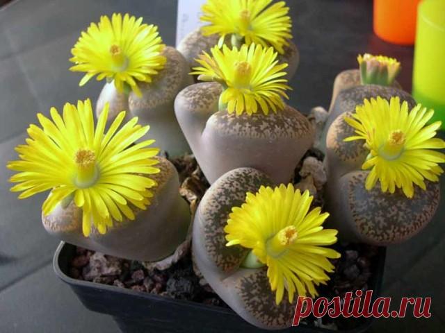 Литопсы -- живые камни