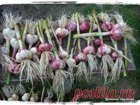 Как увеличить головки чеснока в 2 раза - секретом поделился бывший агроном из США