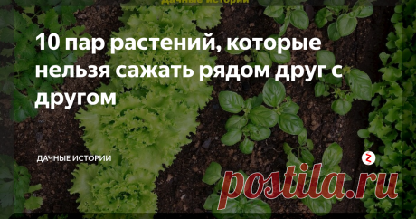 10 пар растений, которые нельзя сажать рядом друг с другом