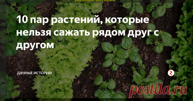 10 пар растений, которые нельзя сажать рядом друг с другом