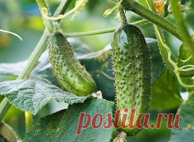 О чем говорят огурцы 
 
Чтобы всегда собирать ровные и красивые зеленцы, неплохо бы научиться понимать простой и доходчивый язык огуречных растений. Я изучил знаки, которые они подают, когда им чего-нибудь не хватает. Вот мои выводы. 
 
Если огурцы растут сочными и ровными, значит, им комфортно, все их устраивает. 
 
Кривой и кособокий плод «упрекает» в том, что вы пропустили срок полива. Если не можете поить лианы регулярно, положите с обеих сторон гряды полосы болотного мха-сфагнума шириной по