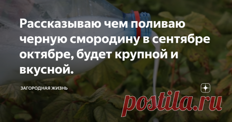 Рассказываю чем поливаю черную смородину в сентябре октябре, будет крупной и вкусной. Доброго времени суток! Для того чтобы повысить зимостойкость смородины и крыжовника, увеличить синтез сахара в будущих плодах, благодаря чему они будут крупнее и слаще, необходимо внести калийное удобрение осенью.
Опытные садоводы вносят удобрение под названием Калимаг, не путать с калимагнезией. Составы эти препаратор одинаковые, но отличаются в пропорциях. В калимаге больше содержания калия,