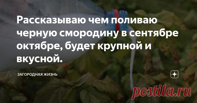 Рассказываю чем поливаю черную смородину в сентябре октябре, будет крупной и вкусной. Доброго времени суток! Для того чтобы повысить зимостойкость смородины и крыжовника, увеличить синтез сахара в будущих плодах, благодаря чему они будут крупнее и слаще, необходимо внести калийное удобрение осенью.
Опытные садоводы вносят удобрение под названием Калимаг, не путать с калимагнезией. Составы эти препаратор одинаковые, но отличаются в пропорциях. В калимаге больше содержания калия,