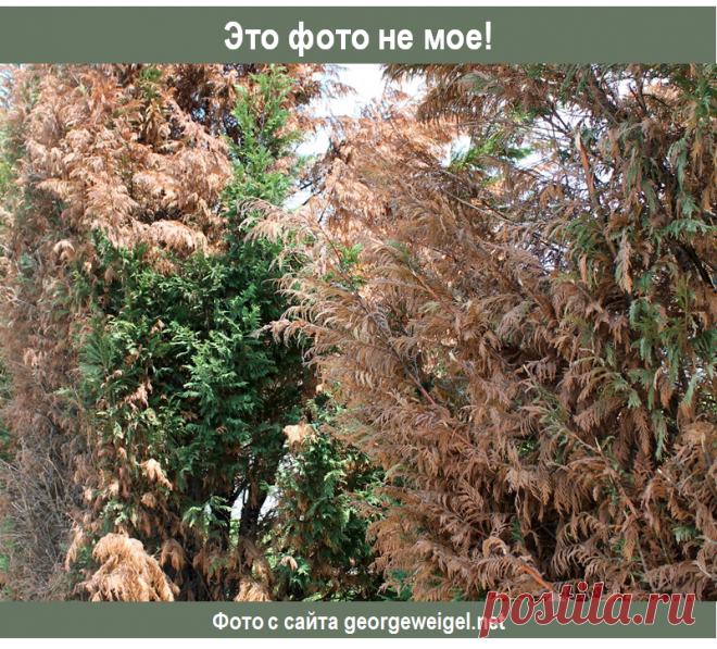 Почему хвойные и рододендроны 