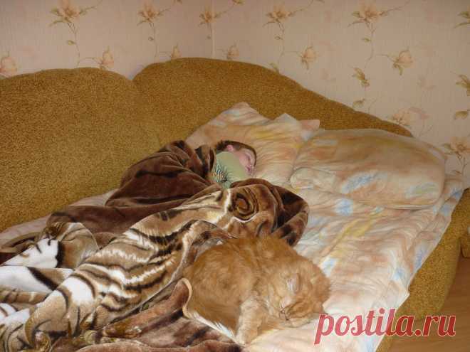 Спят усталые детишки.