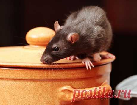 Как избавиться от крыс и мышей с помощью трав