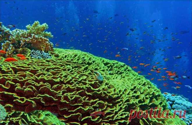 korally_Red_Sea_кораллы_Красного_моря_korallovij_rif_коралловый_риф_Krasnogo_morya_Египет_Egipet_Egypt.jpg (960×625)
