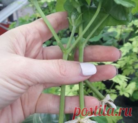 Как я укореняю «молочные» черенки герани