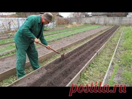 Этот секрет посадки чеснока на зиму даст огромные головки