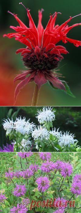 монарда ,враг чёрной плесени.