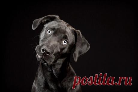 картинки собак на черном фоне: 6 тыс изображений найдено в Яндекс.Картинках