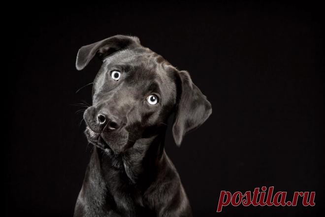 картинки собак на черном фоне: 6 тыс изображений найдено в Яндекс.Картинках