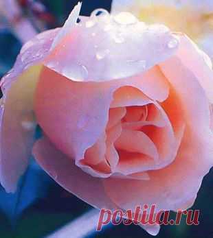 РОЗЫ: ВЫБОР ЦВЕТОВ ДЛЯ САДА И ВЕСЕННИЙ УХОД