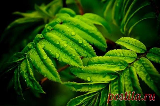 Папоротник