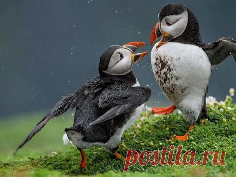 Лучшие фотографии от National Geographic за май 2014.