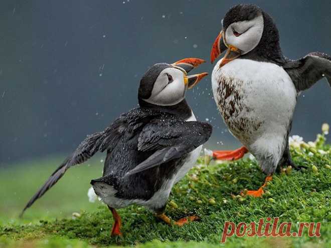 Лучшие фотографии от National Geographic за май 2014.