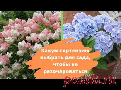 Какую ГОРТЕНЗИЮ выбрать для своего сада, чтобы не разочароваться