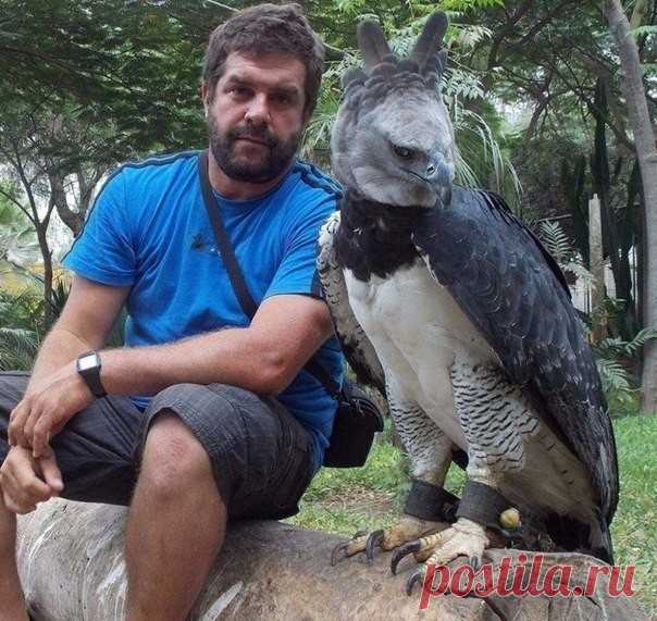 (81) Одноклассники