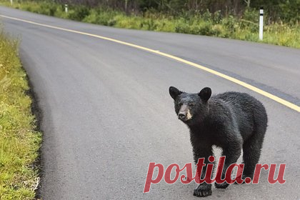 Медвежонок ворвался в дом престарелых и поплатился