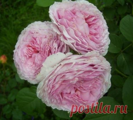 Розы... Они сводят меня с ума!