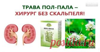 Пол-пала – хирург без скальпеля! — Бабушкины секреты Без преувеличения можно сказать: пол-пала способна заменить целую аптеку. Эта трава является мощным стимулятором солевого обмена в организме.