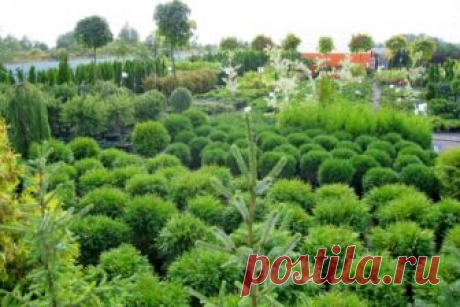 Чеснок озимый и яровой, размножение и болезни, схемы посадки - 1 — FloraPrice.Ru