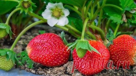 Подкормка клубники во время цветения борной кислотой Клубника — царица ягод, настоящая королева вкуса, аромат которой не оставляет равнодушными ни детей, ни взрослых. Это не только отличное лакомство, но и прекрасное лекарство, которое дала сама природа...