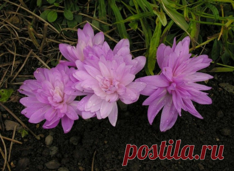 Неприхотливые и красивые цветы для дачи — 6 соток