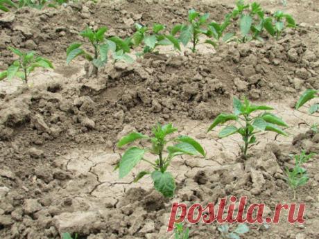 Рассада не растет после пересадки. Как исправить ситуацию