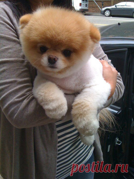 Померанский шпиц Бу - самая популярная собака Фейсбука