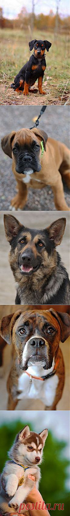 photography [pets] on Pinterest