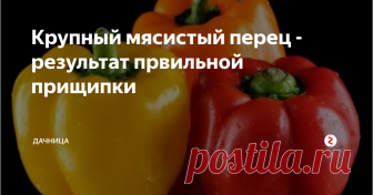 Крупный мясистый перец - результат првильной прищипки Перец, как и томаты нуждается в пасынковании. Плоды у пасынкованного перца отличаются своими крупными размерами, сочностью и мясистостью. Это процесс имеет ряд правил:
1. К пасынкованию приступаем, кода растение достигнет 25 -30 см. в длину.
2. Удаляем верхушку куста и побеги в нижней части стебля. Оставляем штук 4 или 5 верхних. Пасынкуем маникюрными ножницами либо аккуратно отламываем пасынки ру