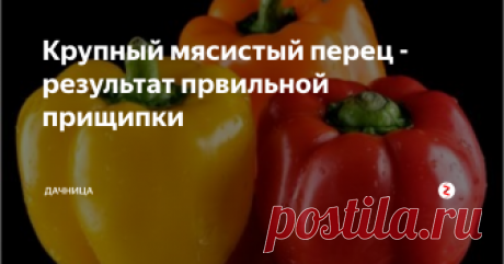 Крупный мясистый перец - результат првильной прищипки Перец, как и томаты нуждается в пасынковании. Плоды у пасынкованного перца отличаются своими крупными размерами, сочностью и мясистостью. Это процесс имеет ряд правил:
1. К пасынкованию приступаем, кода растение достигнет 25 -30 см. в длину.
2. Удаляем верхушку куста и побеги в нижней части стебля. Оставляем штук 4 или 5 верхних. Пасынкуем маникюрными ножницами либо аккуратно отламываем пасынки ру