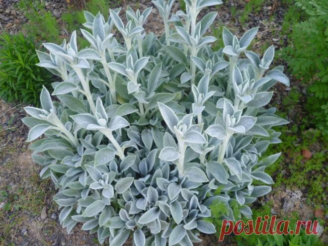 original.jpg (1280×960)Чистец шерстистый