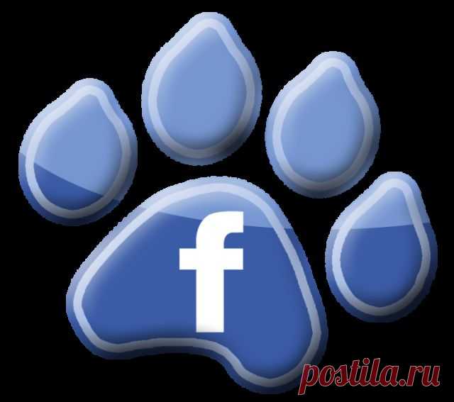 Является самым крупным клубом  по декоративным породам в г. Орле
член Национальных клубов по породам : 
Французский бульдог,    Афган,  Мопс ,