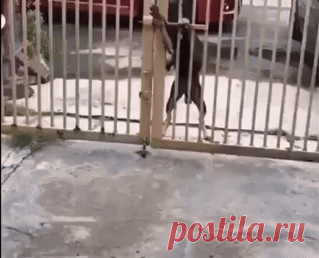 Умница Собакен! Кто бы мог подумать ........