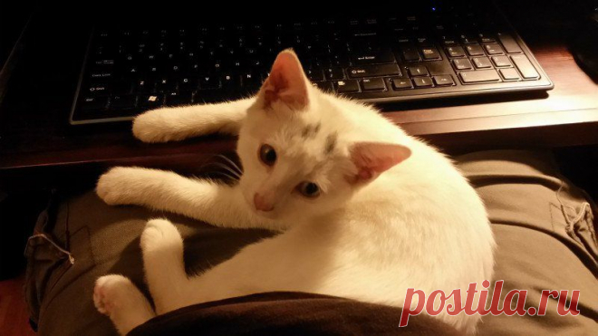 Этот мужчина просто покормил истощенного котенка. Взамен он получил преданность и любовь! | Все о наших питомцах