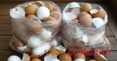Вот почему я перестала выбрасывать яичную скорлупу! Превращаю ее в нечто потрясающее…
