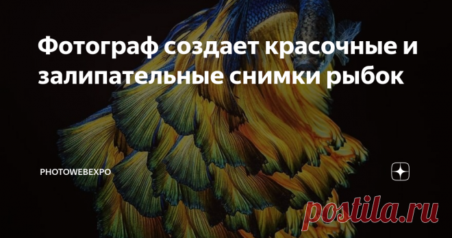 Фотограф создает красочные и залипательные снимки рыбок Фотограф Энди Халил рассказывает, что начал фотографировать бойцовую рыбку в середине 2015 года и продолжал до сих пор. Эти рыбки поистине удивительны, их можно найти во всех возможных цветах, их хвосты похожи на платья, все они имеют разные узоры, похоже, что у каждого из них разное настроение и характер.
Andi Halil
Andi Halil
Andi Halil