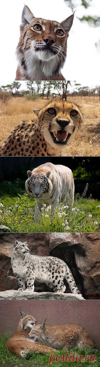 Николай Кедр – Google+