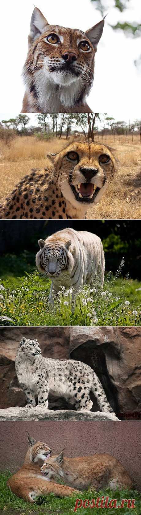 Николай Кедр – Google+